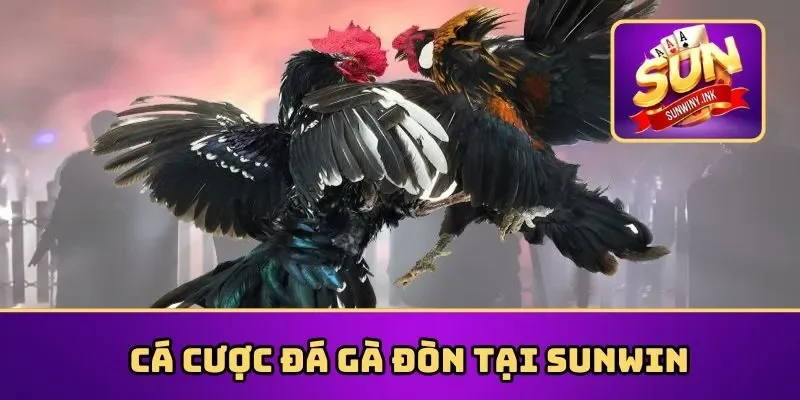 Cá cược đá gà đòn tại Sunwin