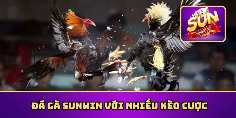 Đá gà Sunwin với nhiều kèo cược