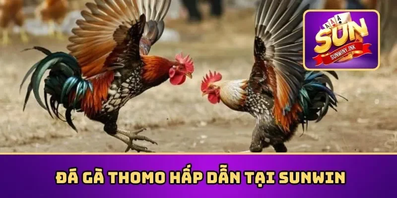 Đá gà Thomo hấp dẫn tại Sunwin