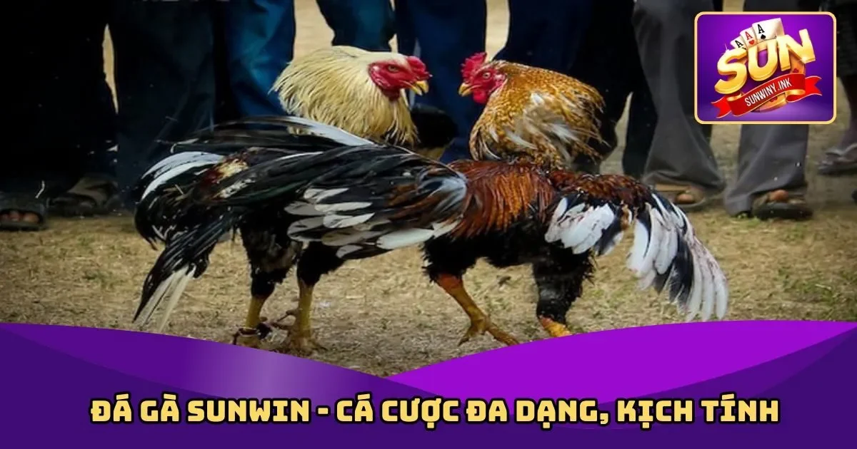 Đá Gà Sunwin - Cá Cược Đa Dạng, Kịch Tính