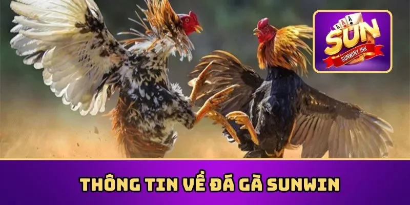 Thông tin về đá gà Sunwin